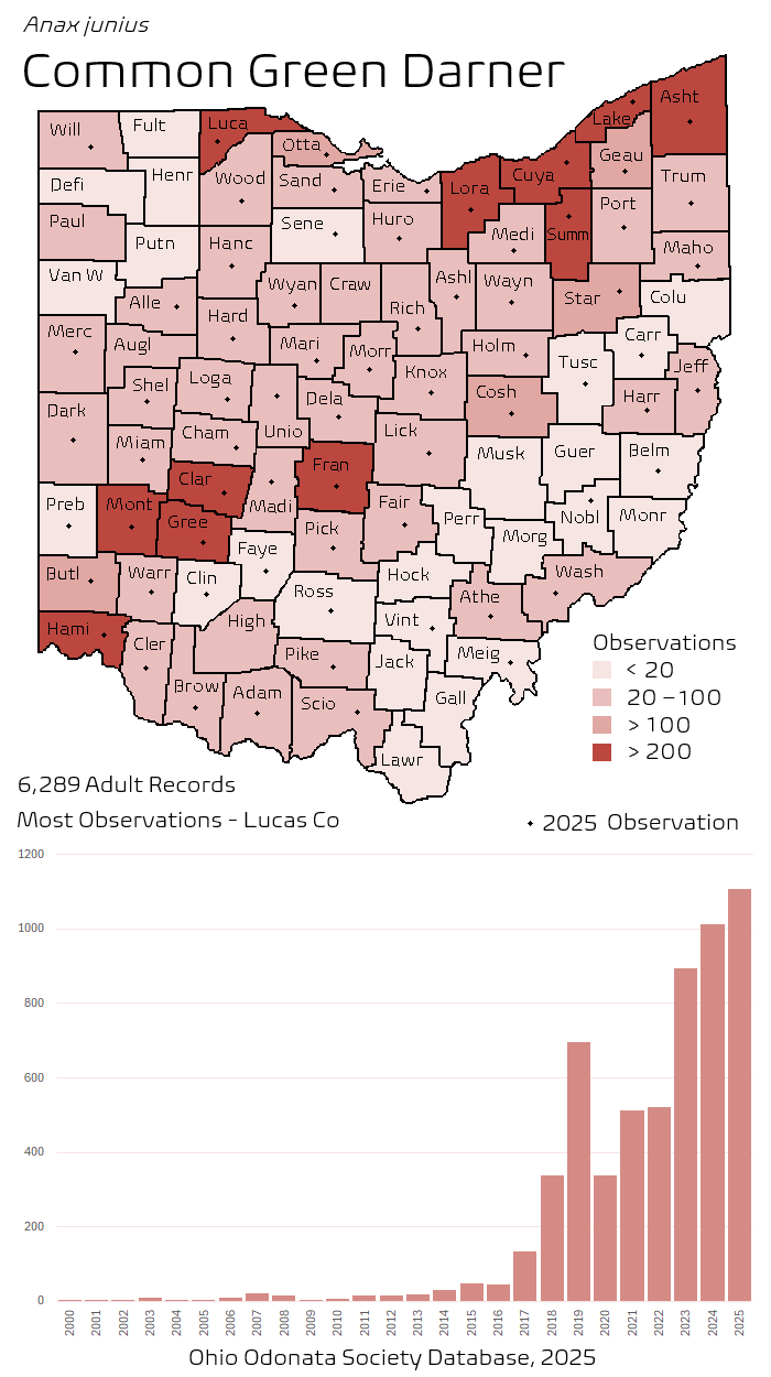 common green darner.png