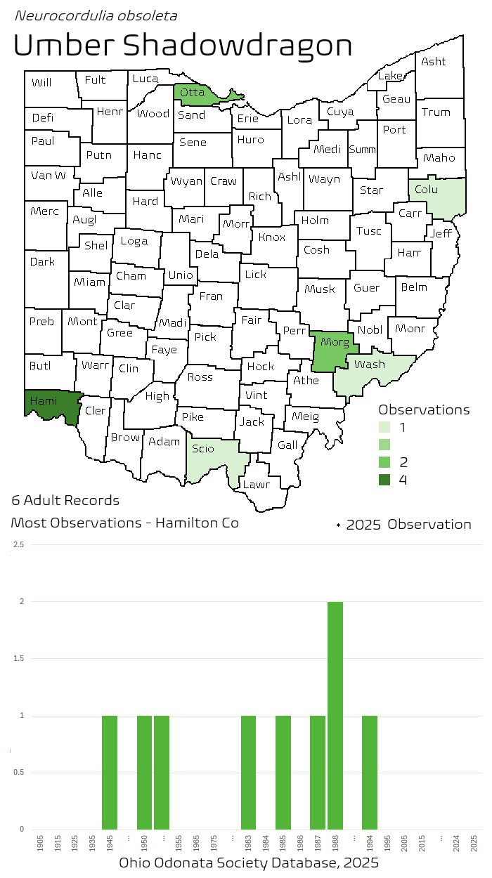 umber shadowdragon.png