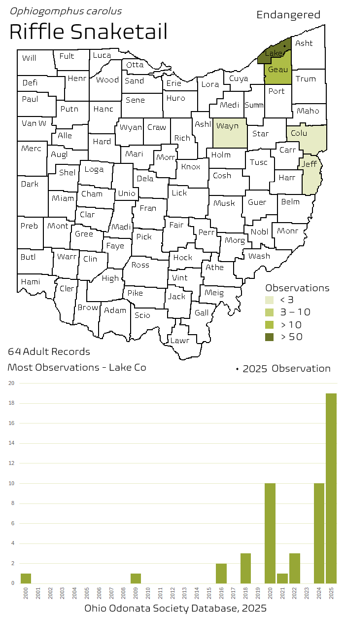 riffle snaketail.png