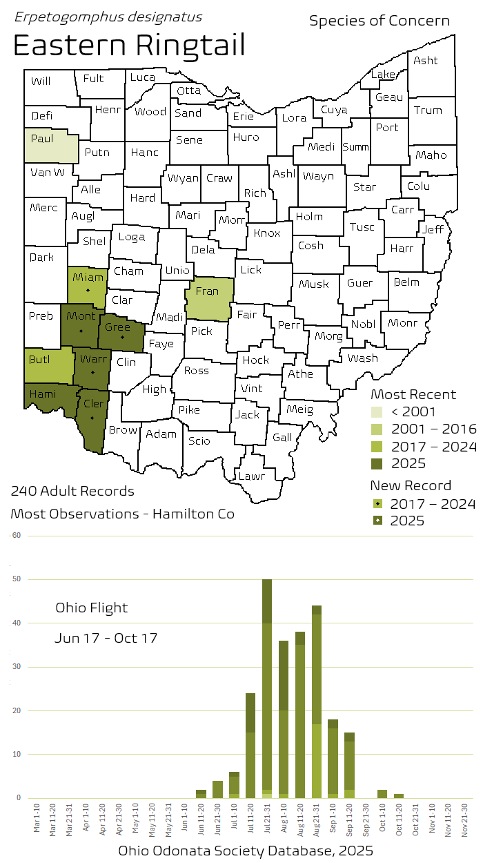 Eastern Ringtail.png