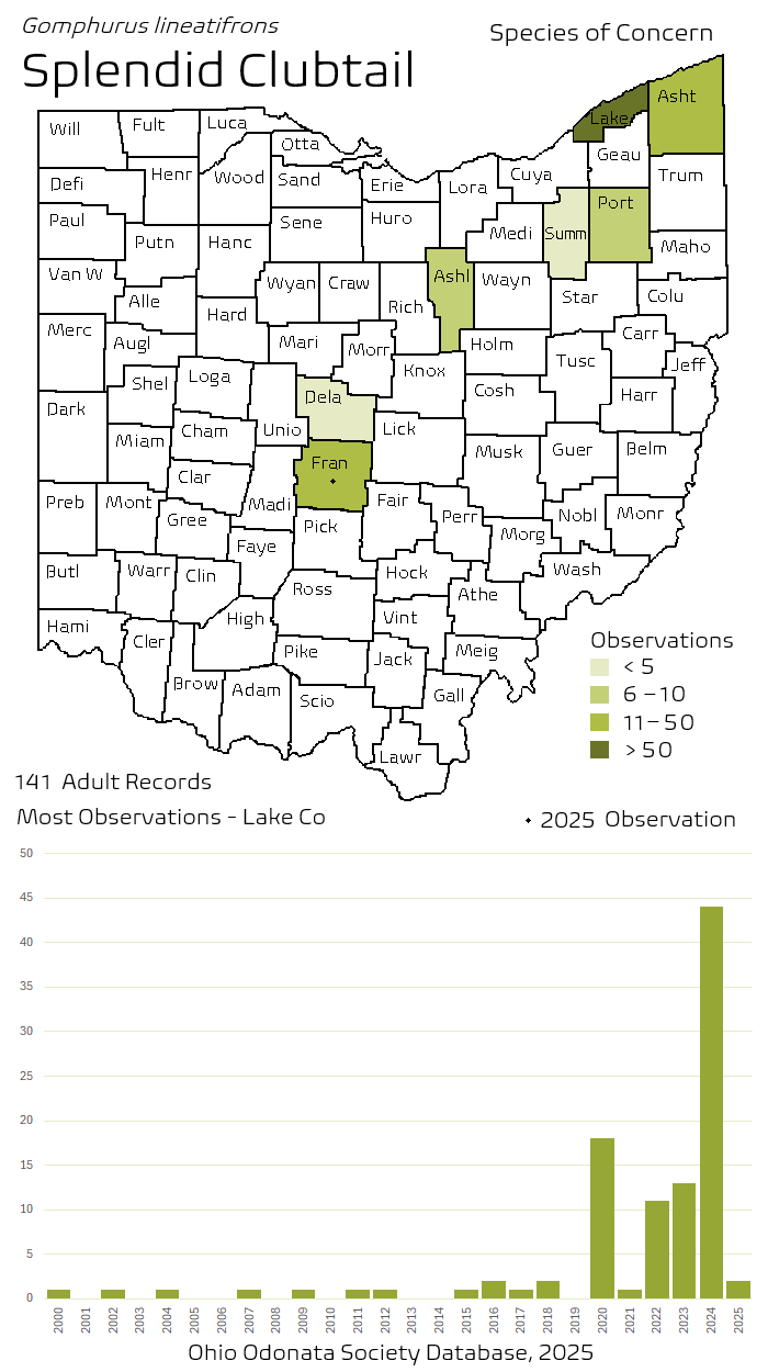 splendid clubtail.png