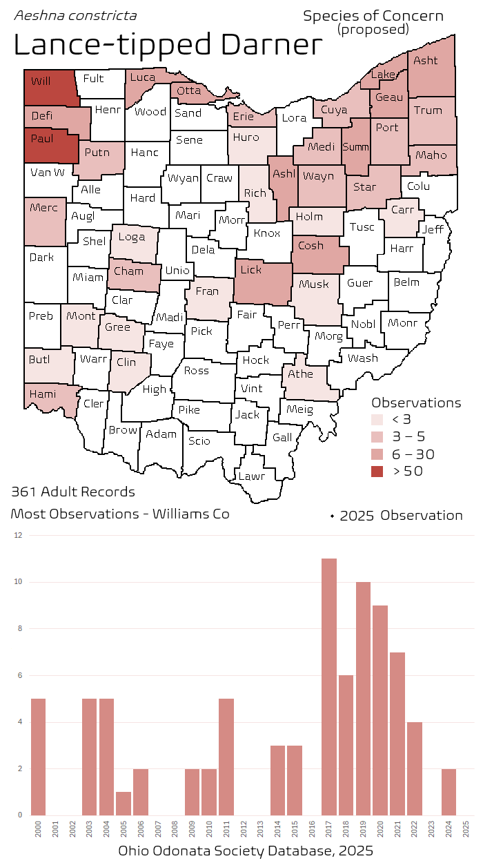 lance-tipped darner.png