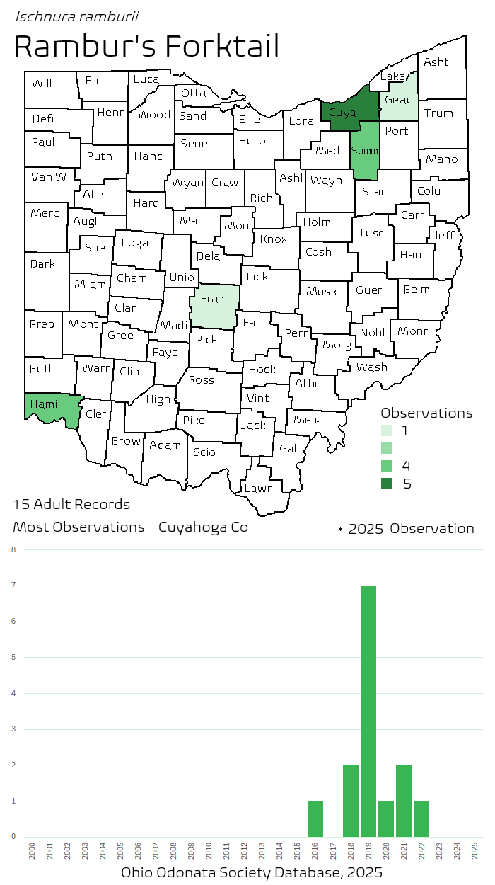 ramburs forktail.png