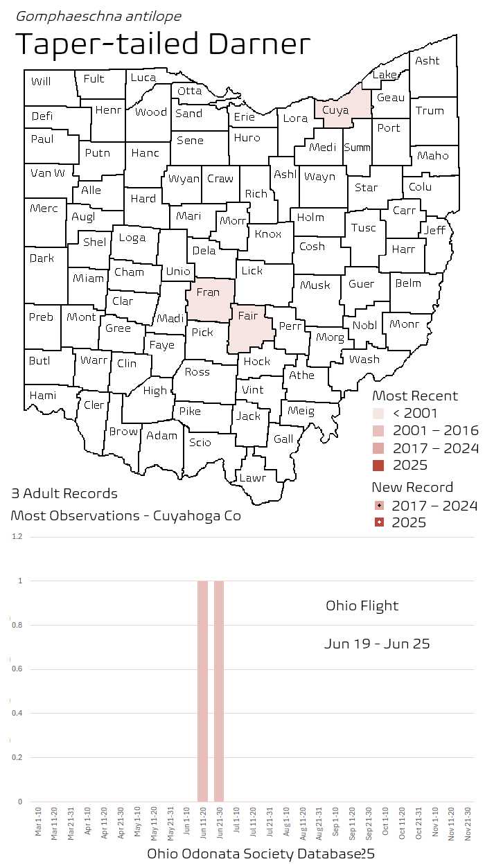 Taper-tailed Darner.png