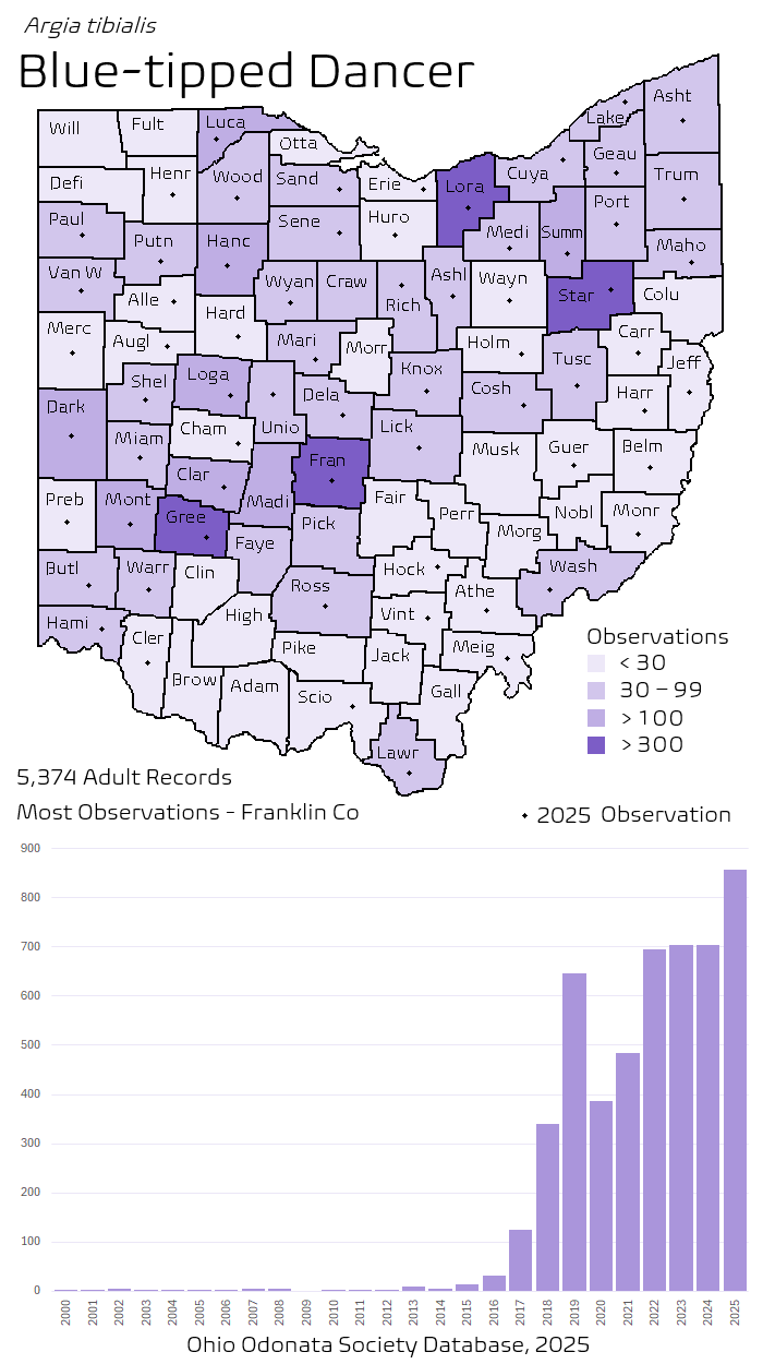 blue-tipped dancer.png