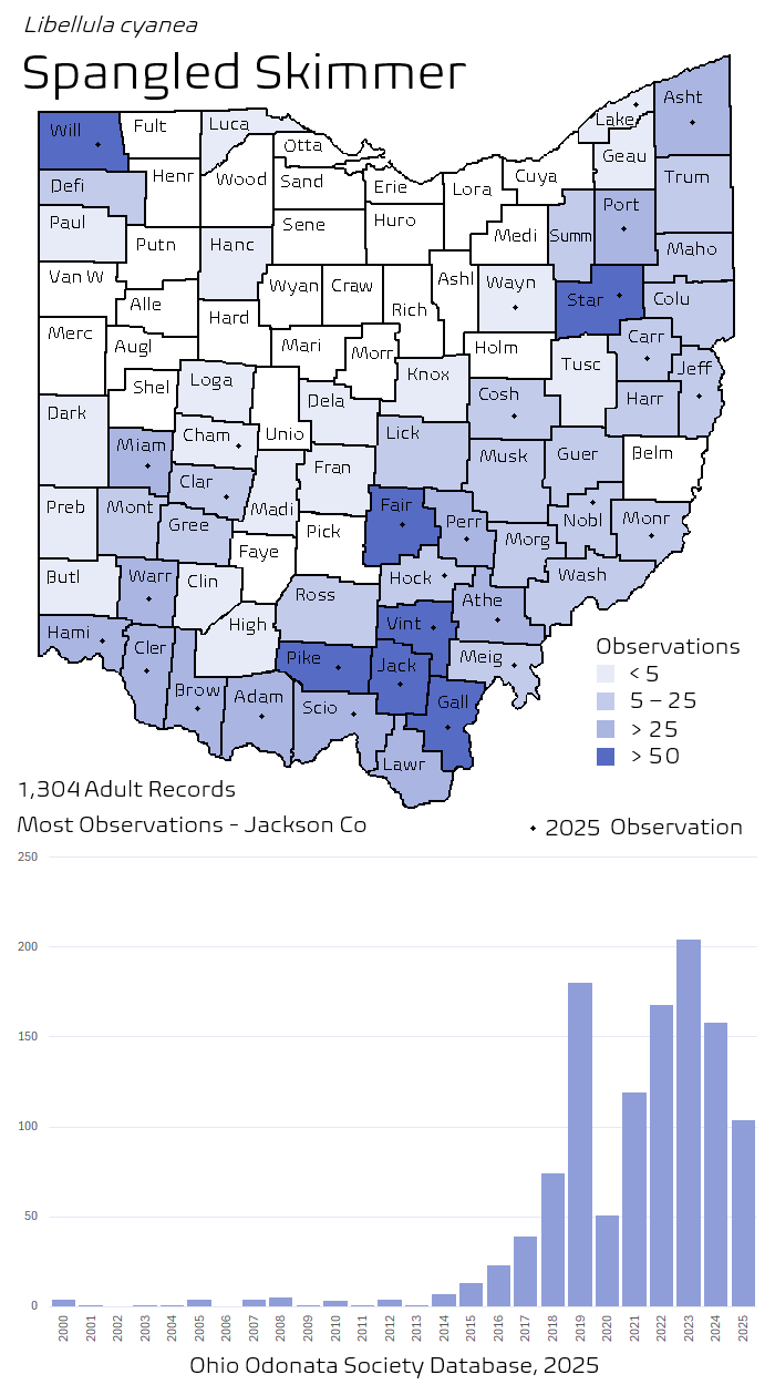 spangled skimmer.png