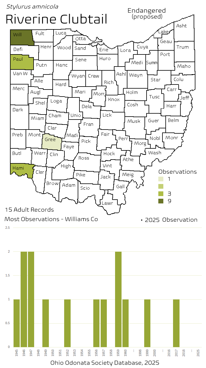 riverine clubtail.png