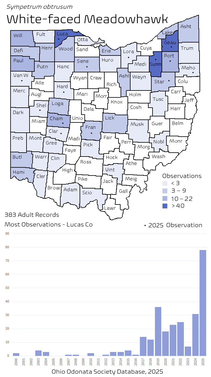 white-faced meadowhawk.png