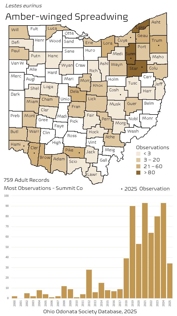 amber-winged spreadwing.png