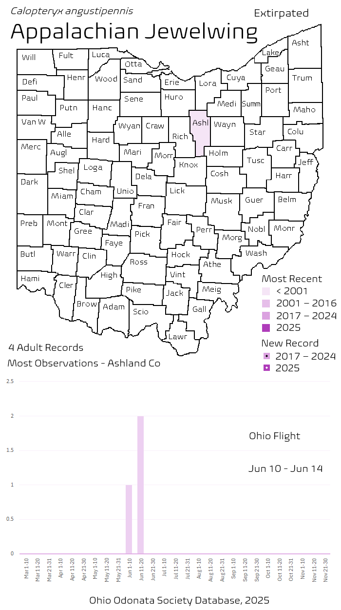 Appalachian Jewelwing.png