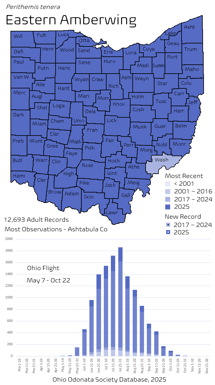 Eastern Amberwing.png