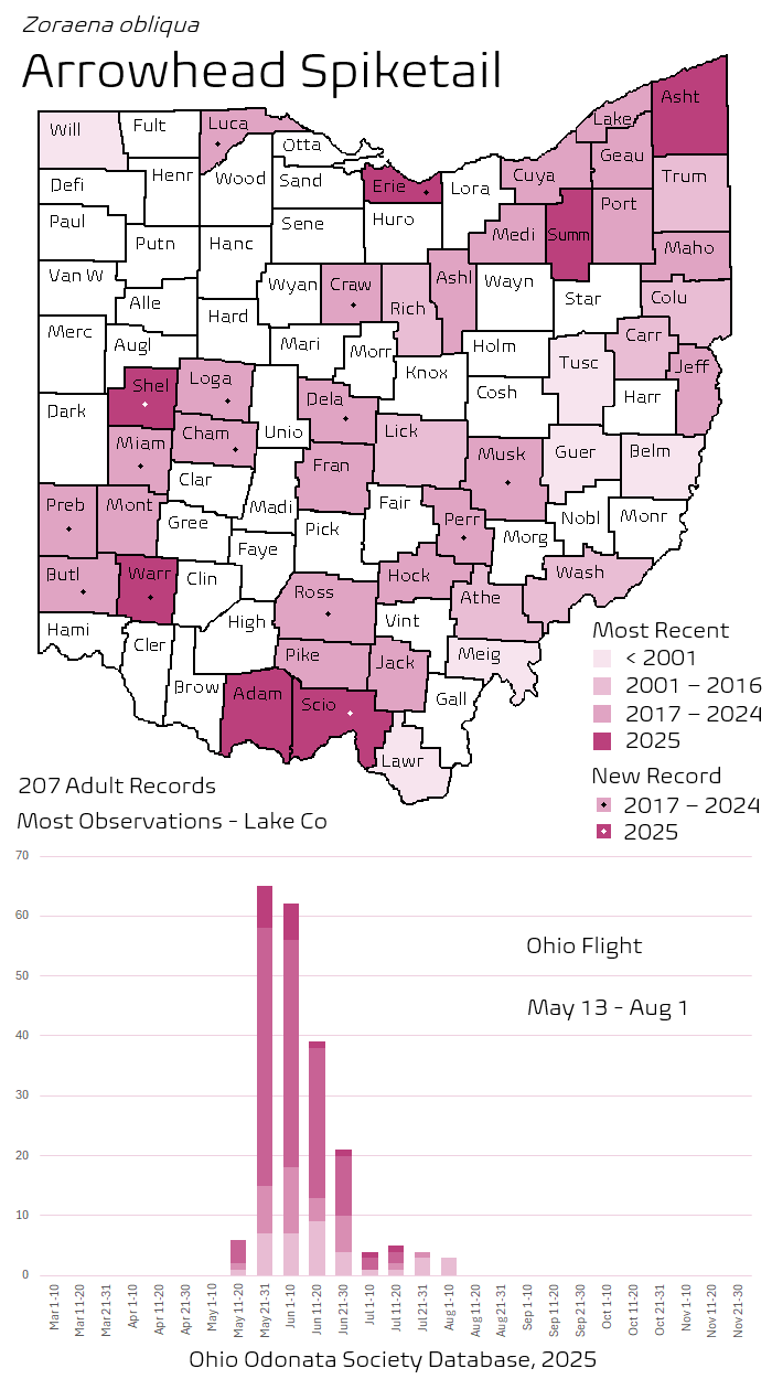 Arrowhead Spiketail.png