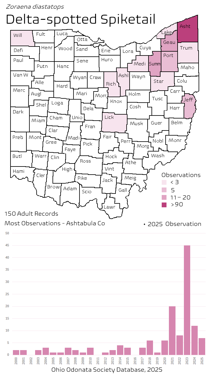 delta-spotted spiketail.png