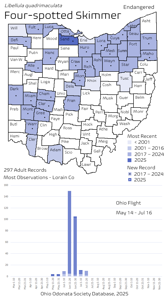 Four-spotted Skimmer.png