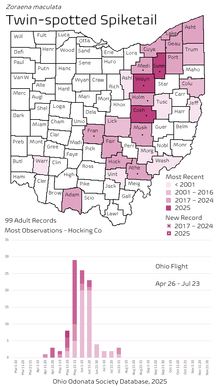 Twin-spotted Spiketail.png