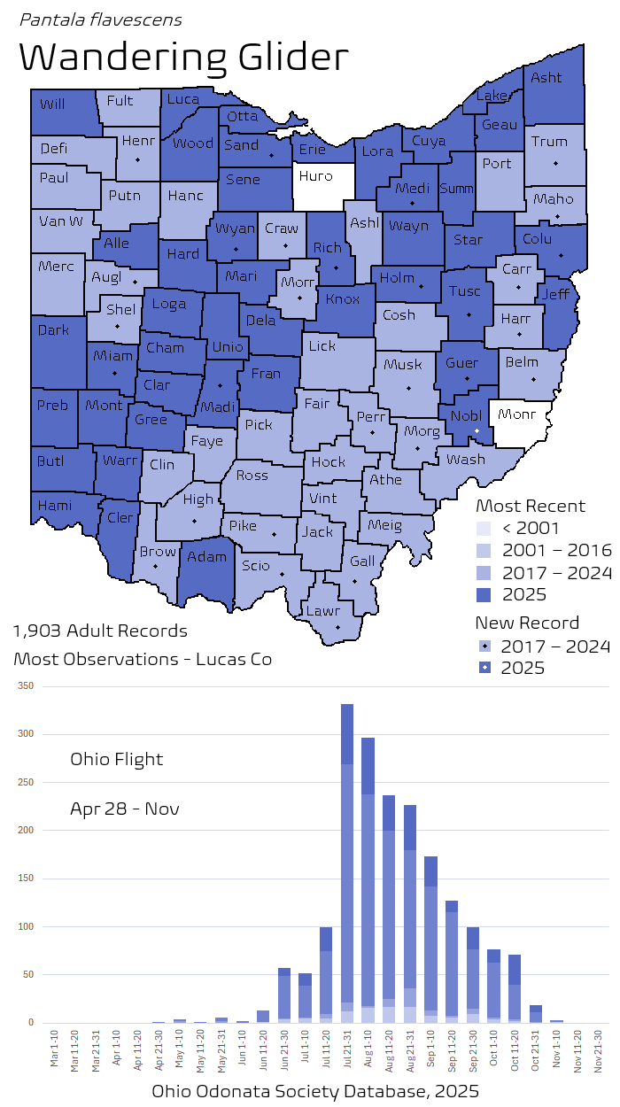 Wandering Glider.png