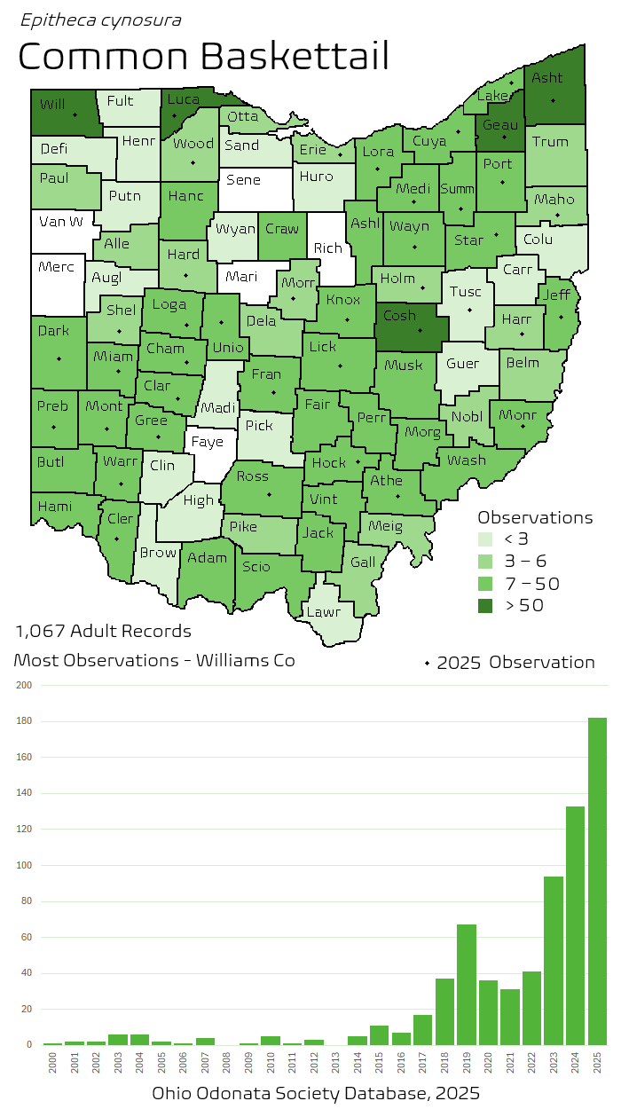 common baskettail.png