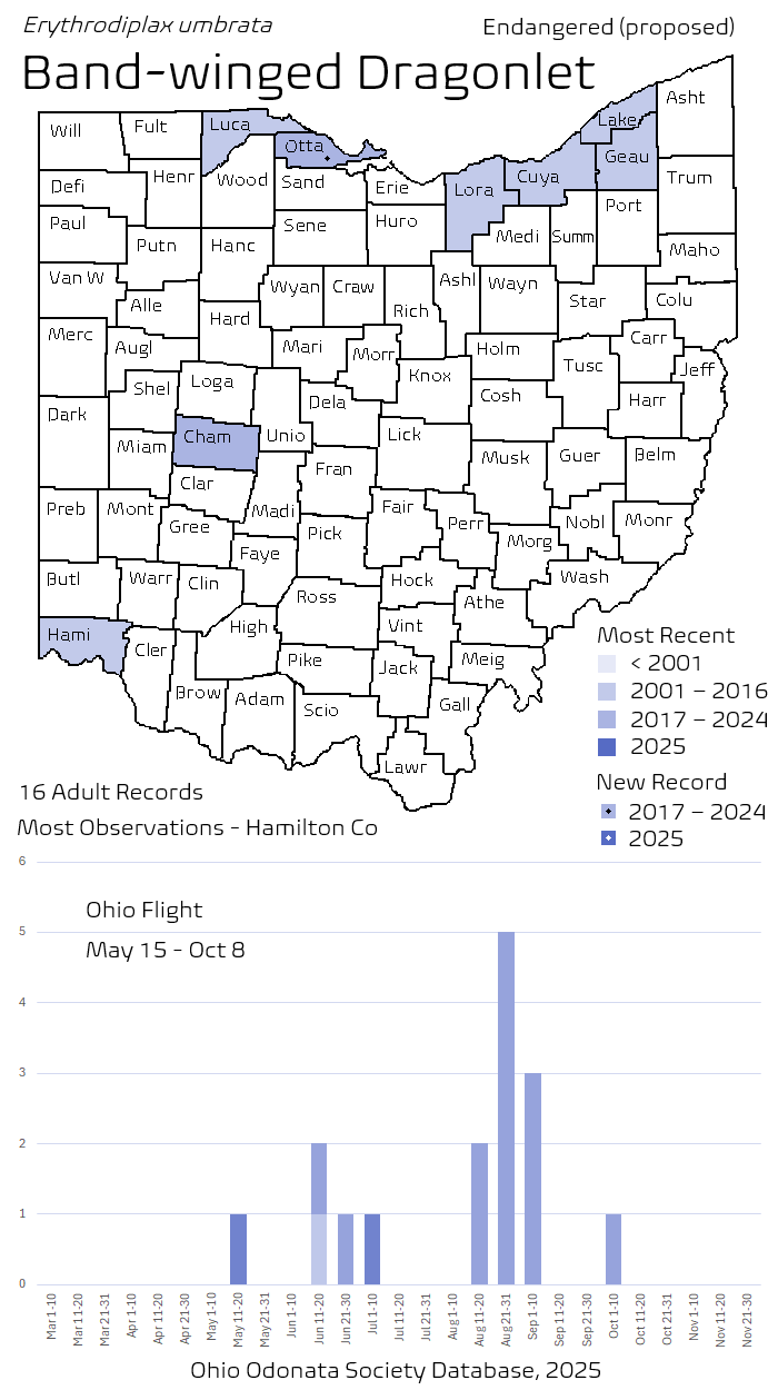 Band-winged Dragonlet.png