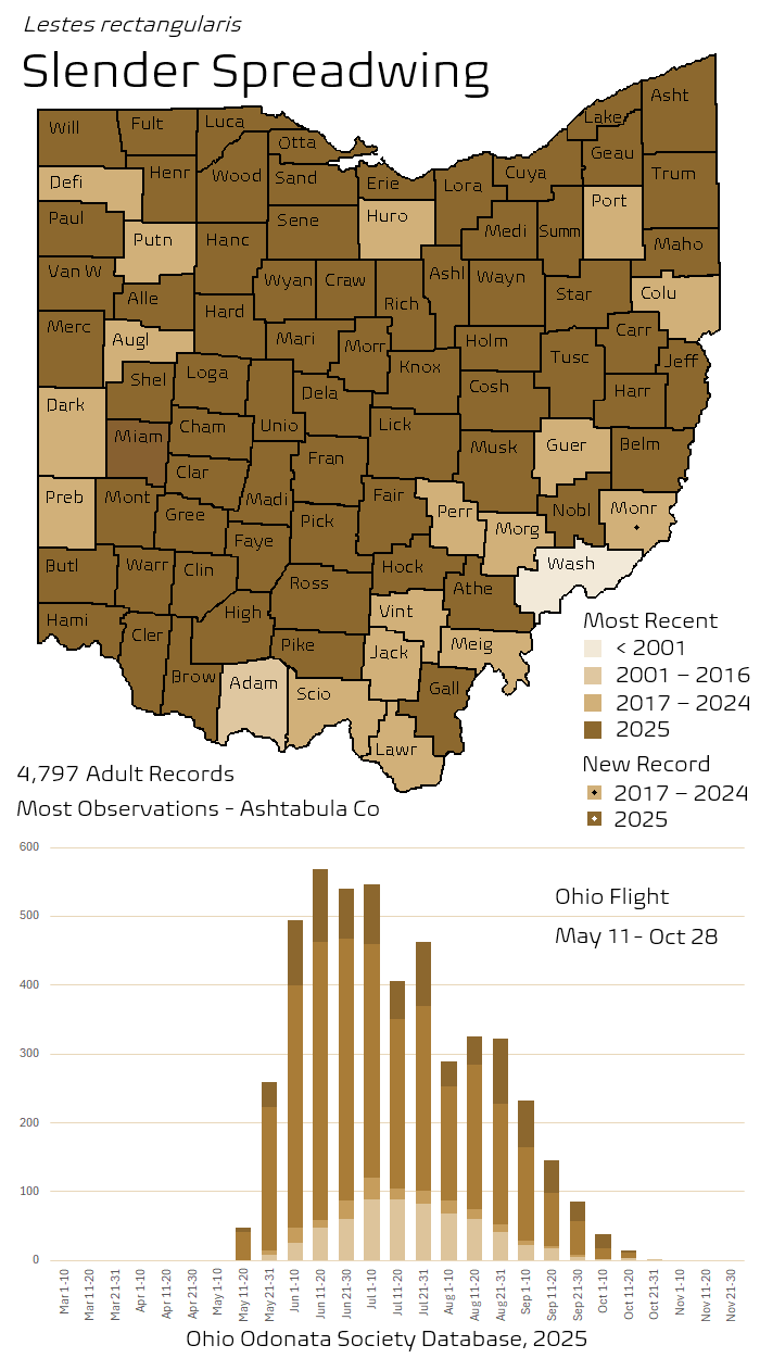 Slender Spreadwing.png