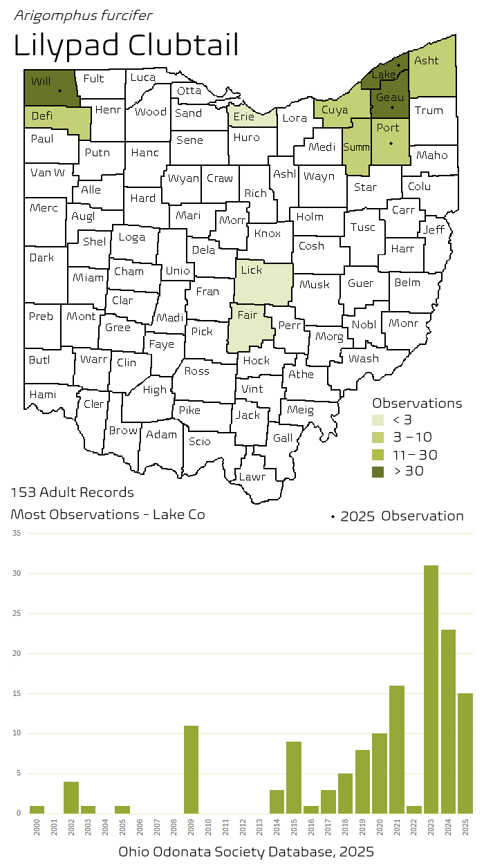 lilypad clubtail.png