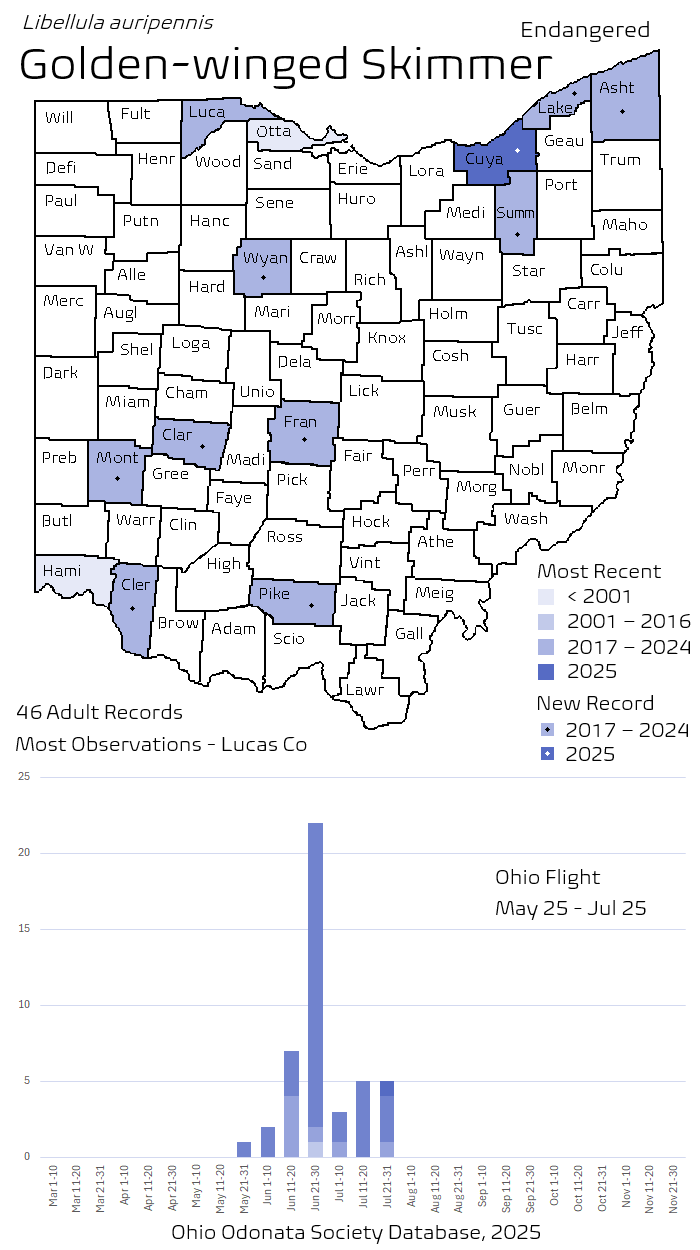Golden-winged Skimmer.png