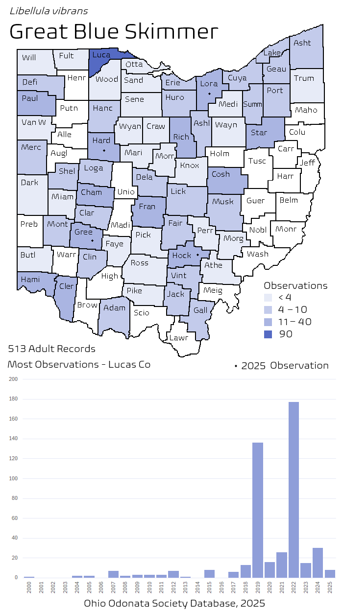 great blue skimmer.png