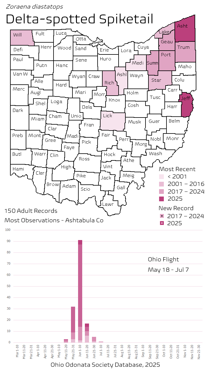 Delta-spotted Spiketail.png