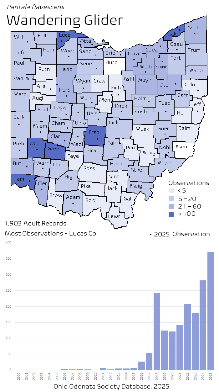 wandering glider.png