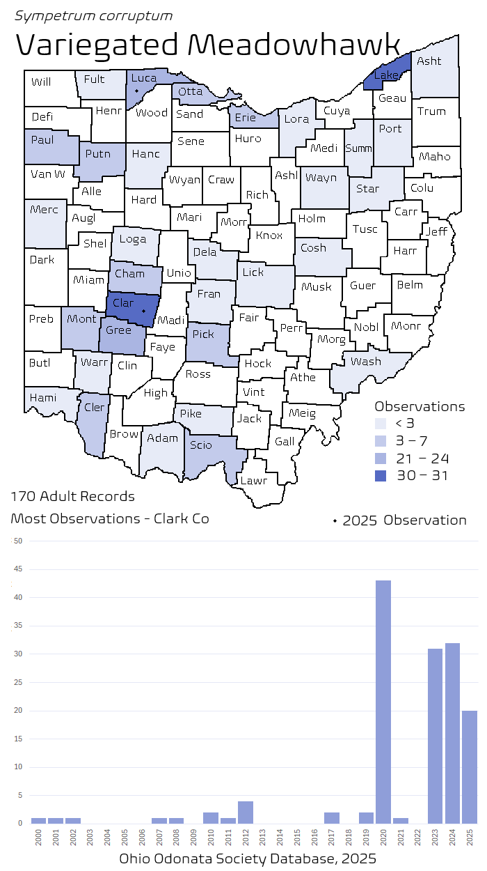variegated meadowhawk.png