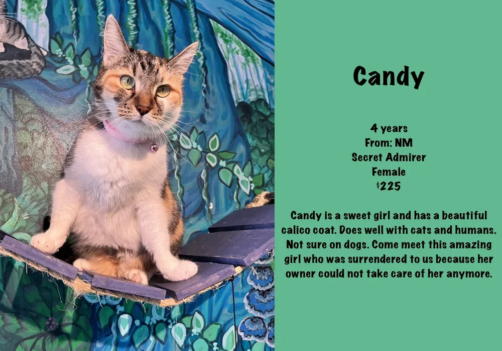 Adoptable Cats — Purrfect Pause Cat Cafe