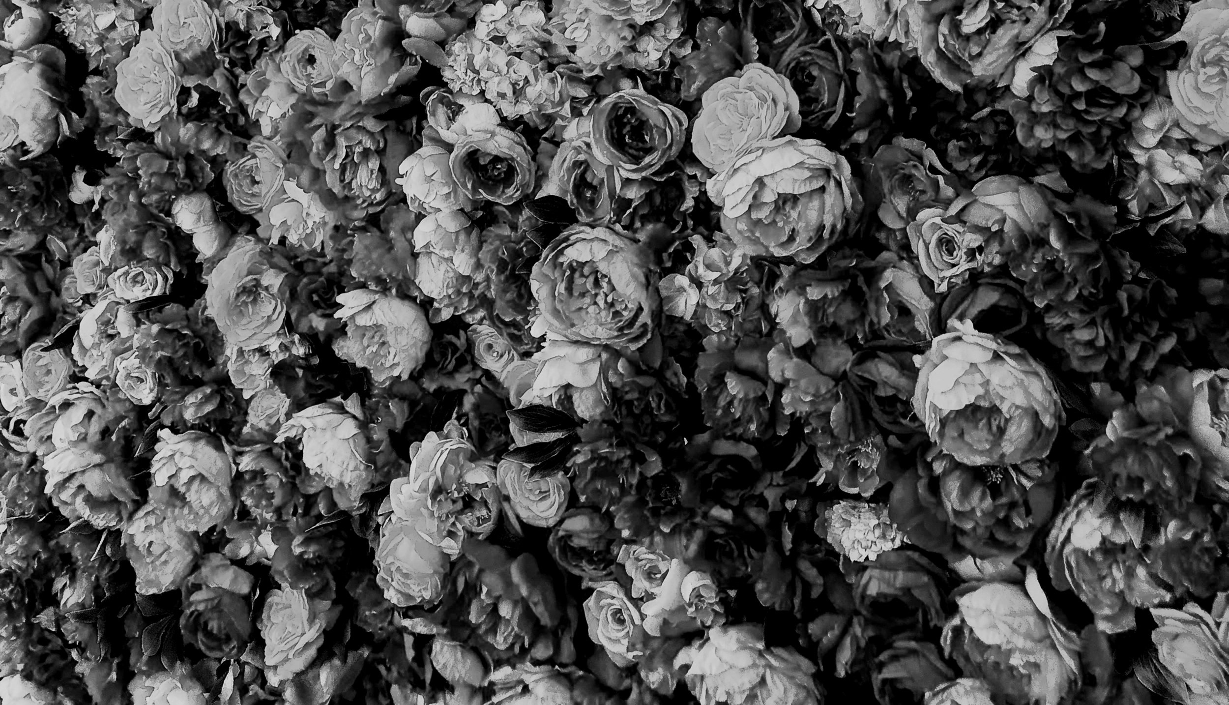 Un grand nombre de fleurs, principalement des roses, en suspension, en noir et blanc.
