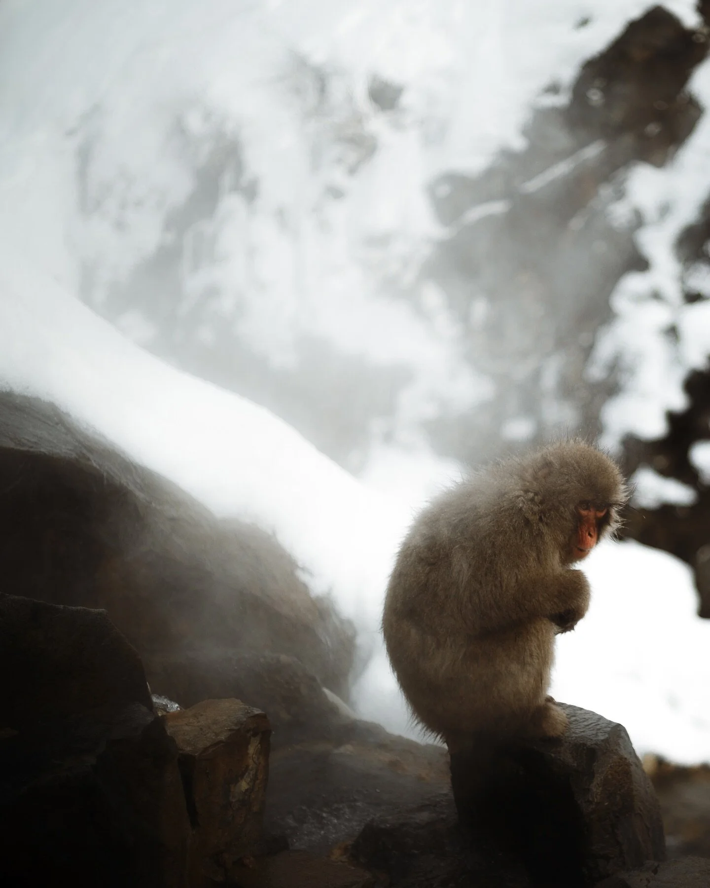 A monkey after his bath in the onsen - Nagano Japan - 01/23

#photography #japanphotography #naganoprefecture #naganomonkeys #animalphotography