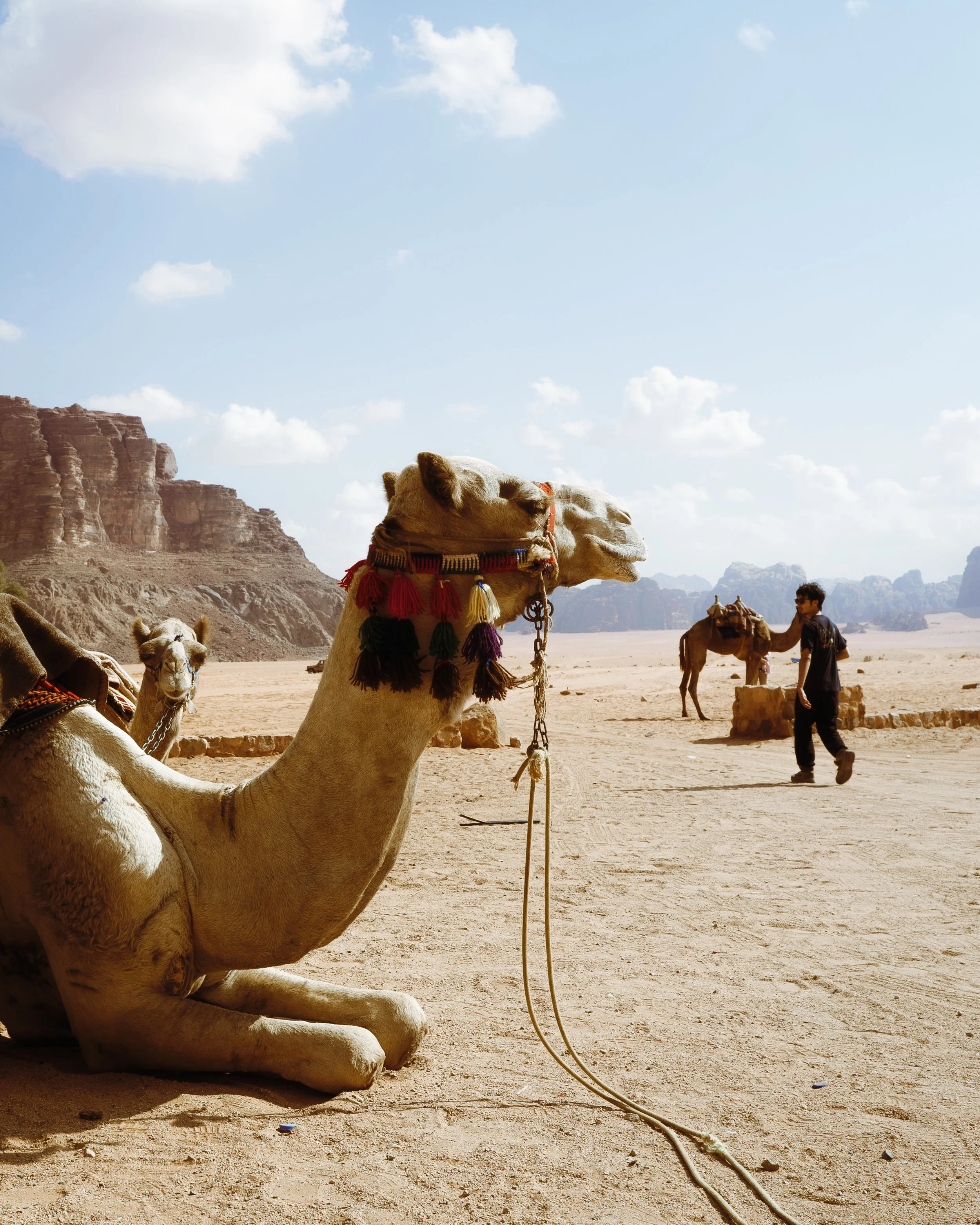 Chameau couché dans le désert avec des décorations colorées, d'autres chameaux et une personne en arrière-plan, montagnes au loin.
