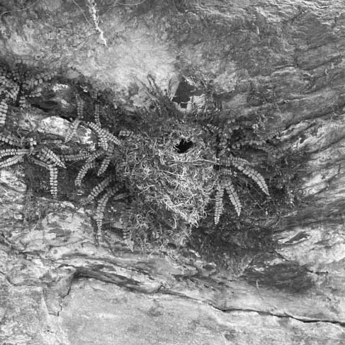 Ein Vogelnest in einer Felshöhle mit schwarzen und weißen Motiven, möglicherweise von Moos oder Flechten