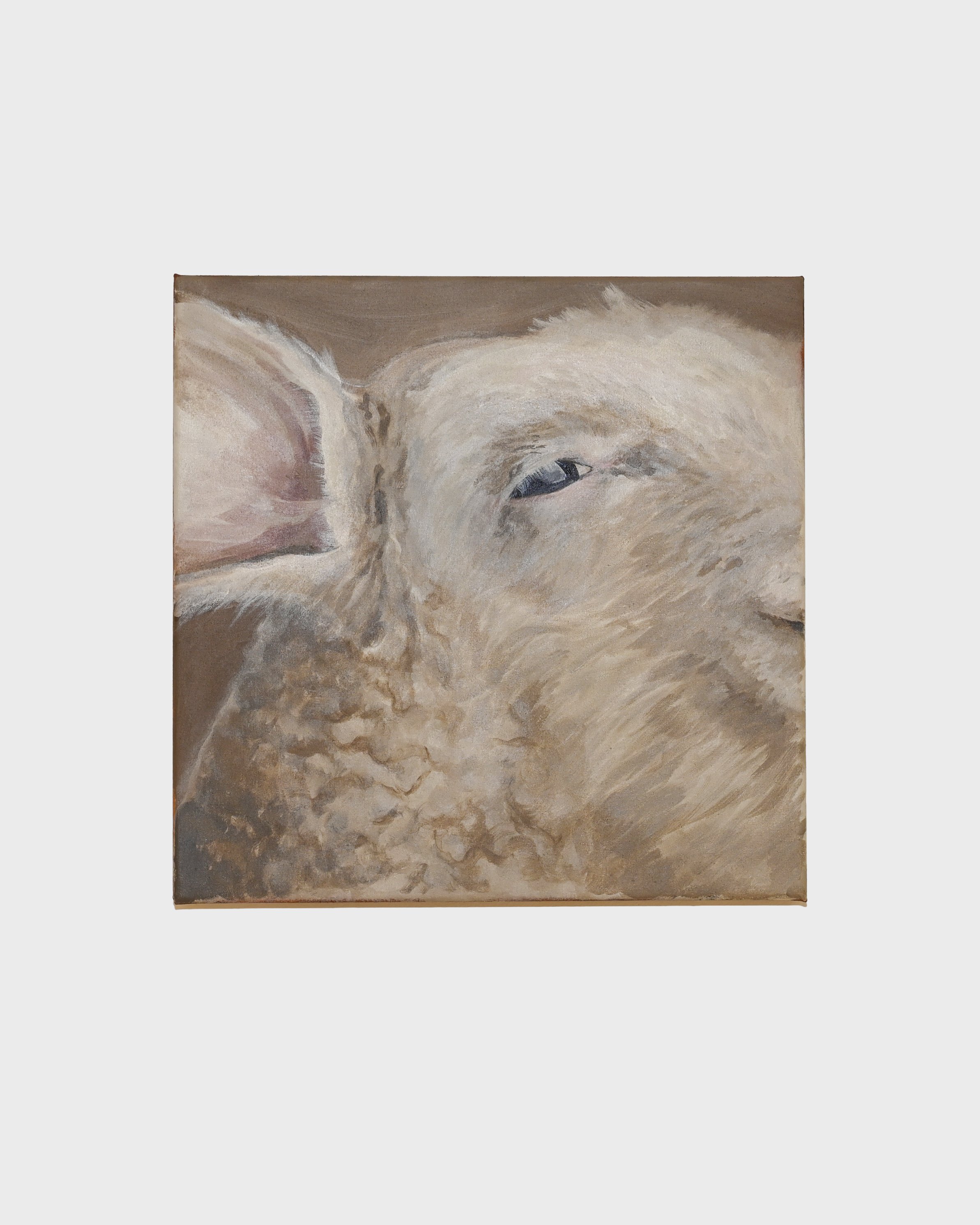 Lamb | acrylic on canvas, 30x30cm, 2026