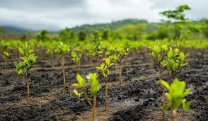 Building Back Forests: Republic of Korea’s Journey from Deforestation to Reforestation