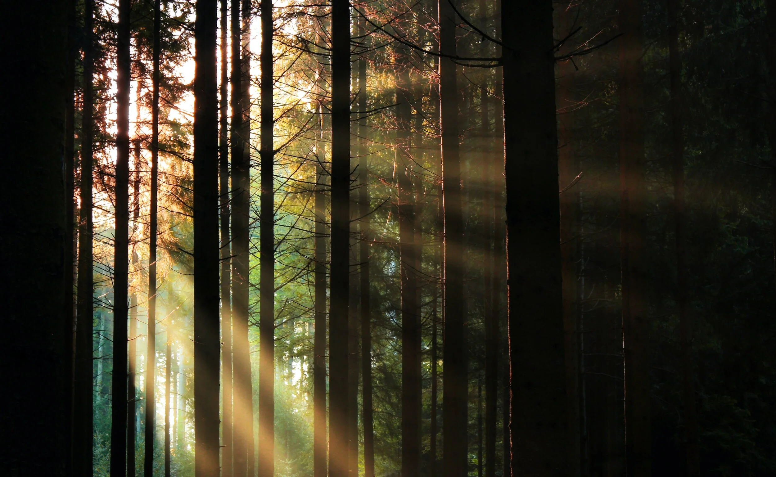 Sunlight filtering through dense forest, illuminating tree trunks and creating beams of light.