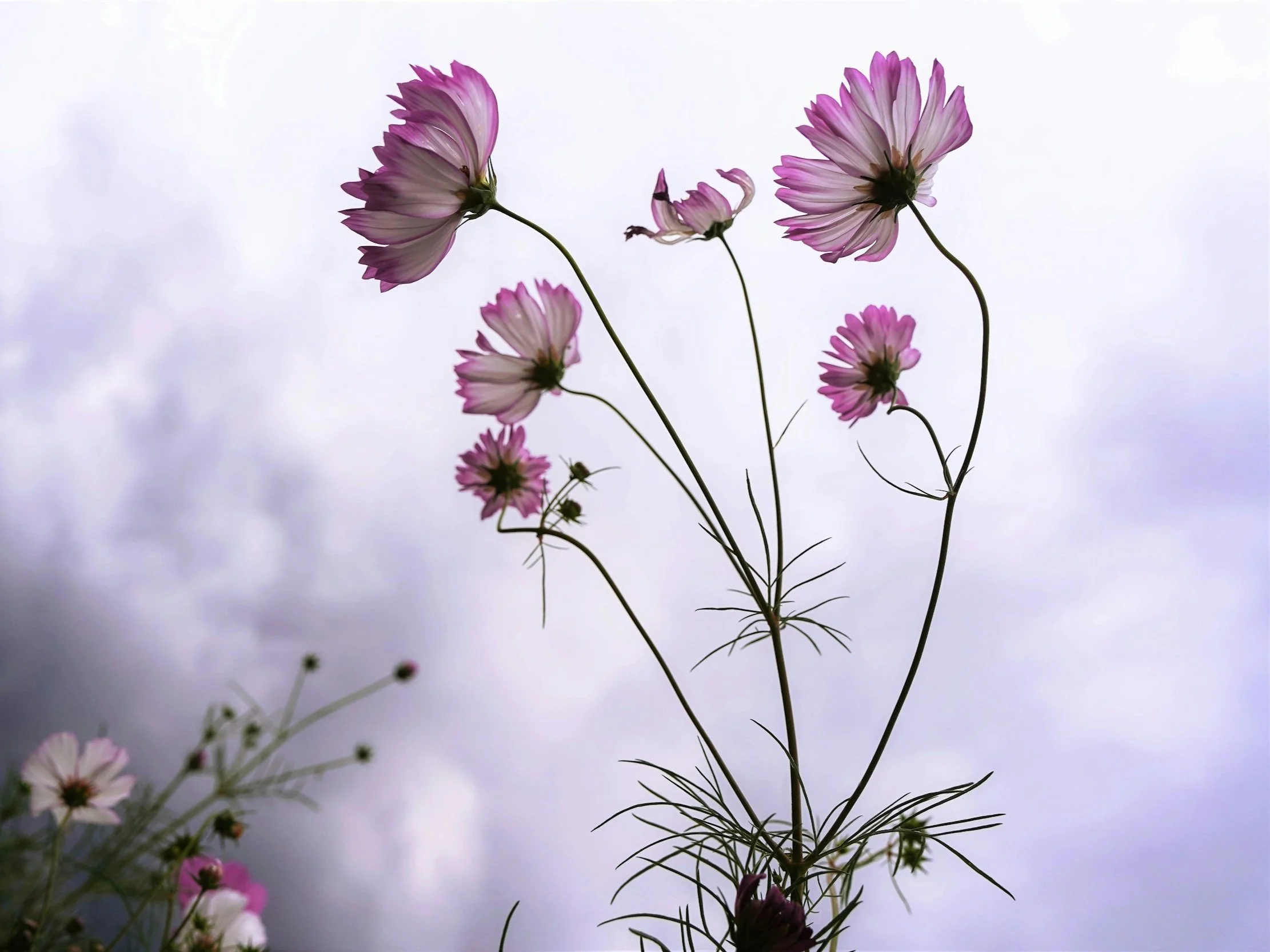 What Feels Like Loss Is Often God’s Lesson In Disguise. Failure Isn’t Final — It’s Feedback Shaping Your Faith For A Greater Comeback.