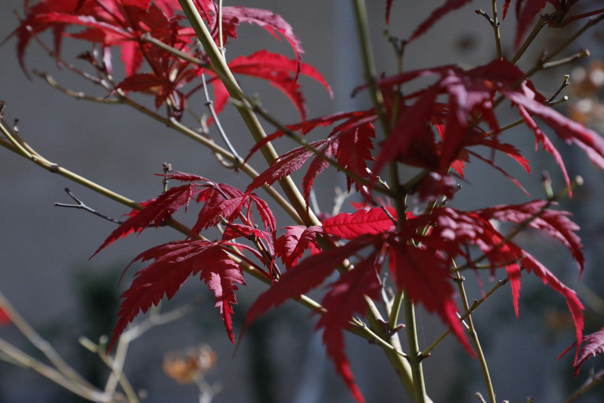Pain Is Not Punishment — It’s Preparation. Every Tear Becomes A Seed For Your Next Harvest When You Trust The Hand That Prunes.