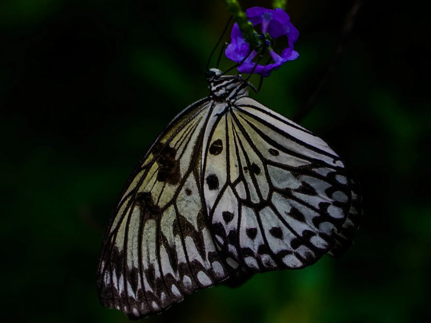 No One Else Can Walk You Into God’s Will — Only You Can Step There. True Peace Begins When You Stop Trying To Fix Others And Let God Fix You.