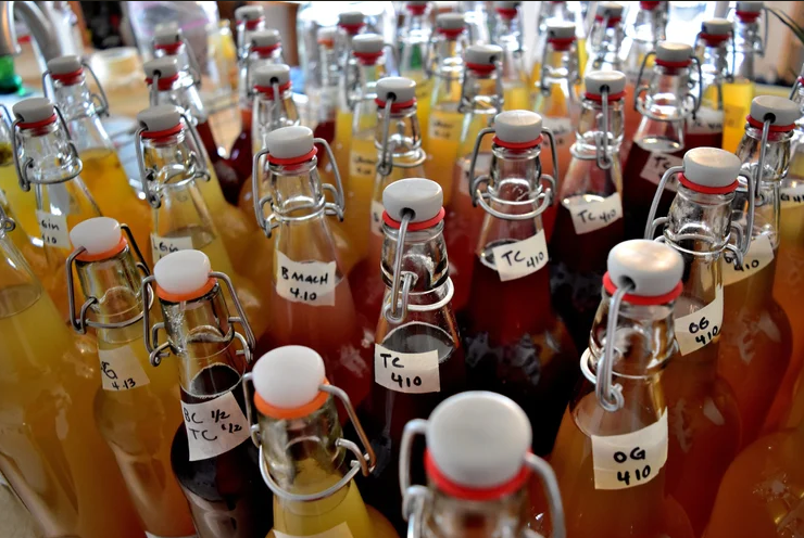 Kombucha bottles with dates.