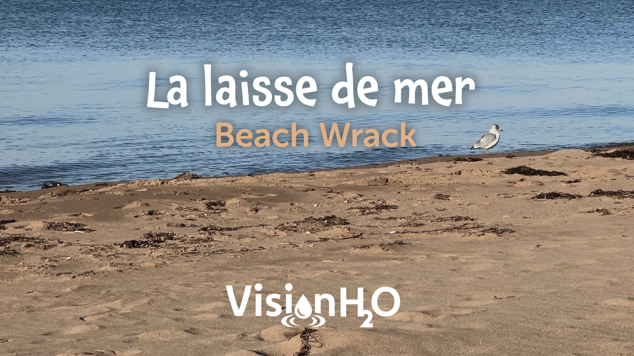 Tournage et montage d'une série de vidéos pour Vision H2O. Voir lien web en cliquant l'image / Filming and editing a video series for Vision H2O. Click image to view 