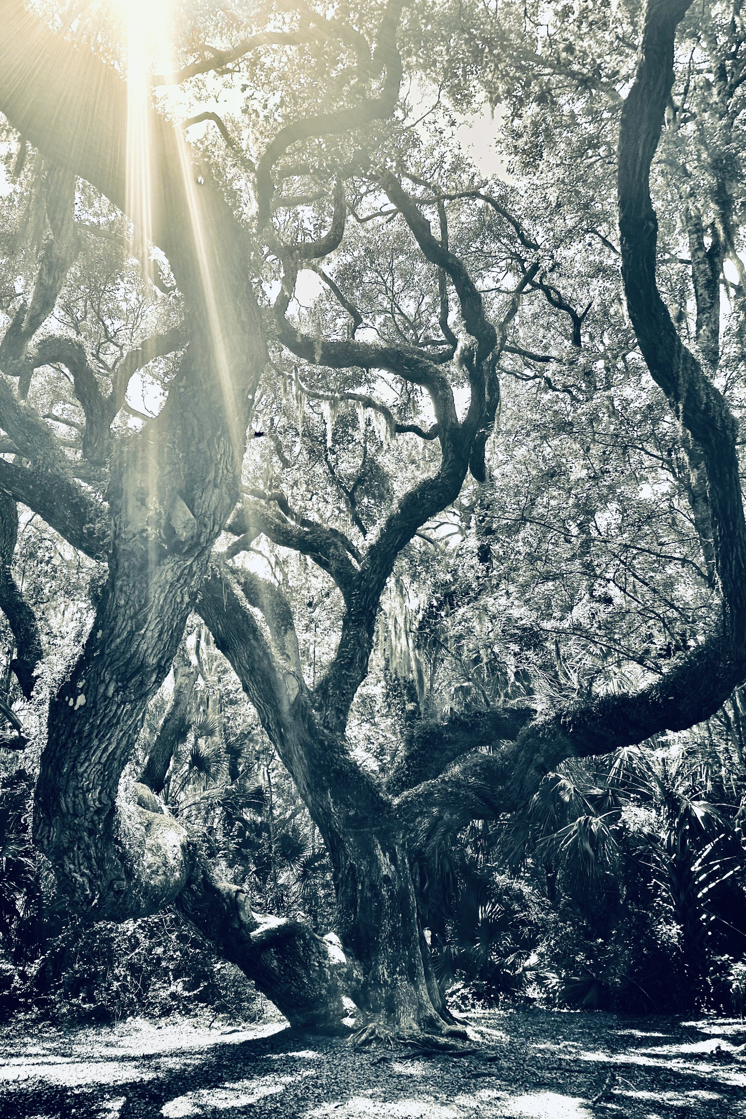 "Ray of Light," Amelia Island Plantation, Florida