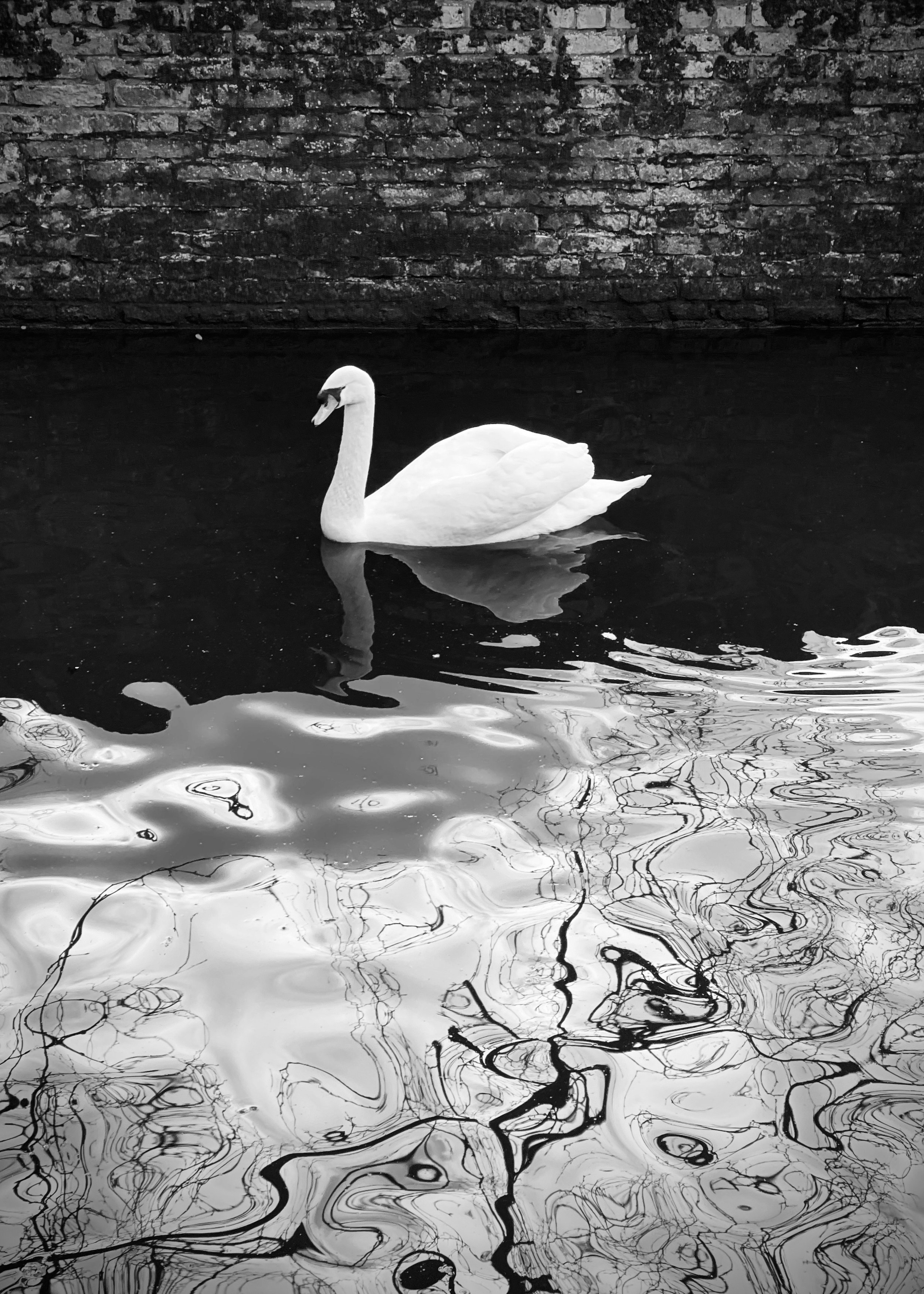 "Swan on Abstract," Bruges, Belgium