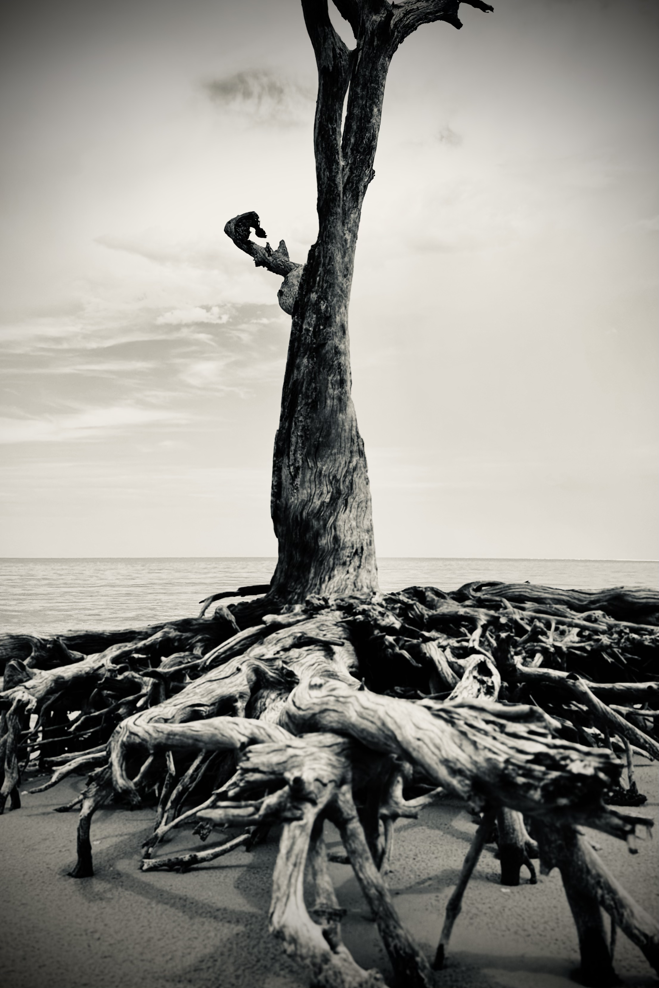 "Through Dali's Eyes," Boneyard Beach, Big Talbot Island State Park, Florida