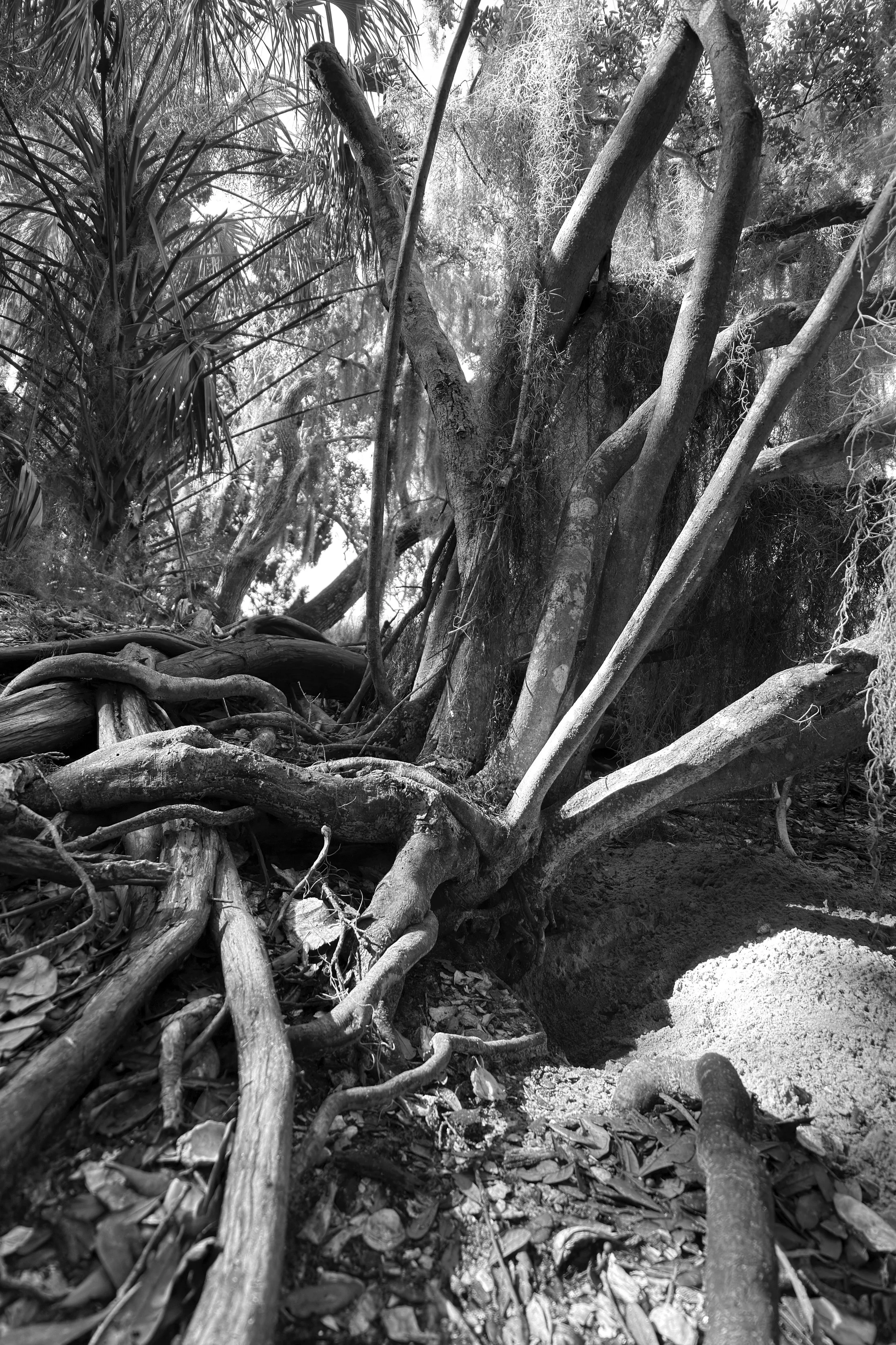 "Roots," Amelia Island Plantation, Florida