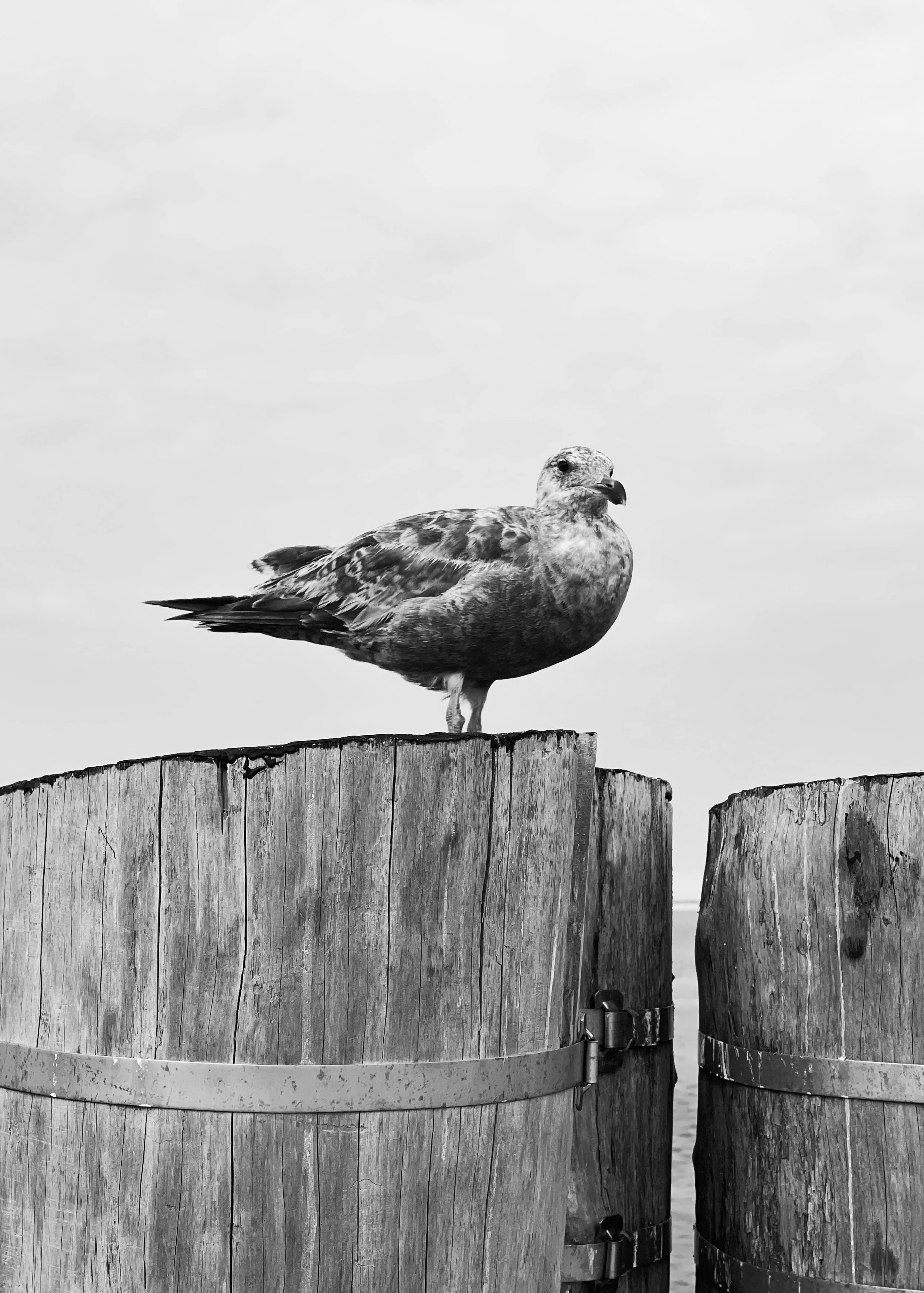 "Gullible?," Chatham, Massachusetts 