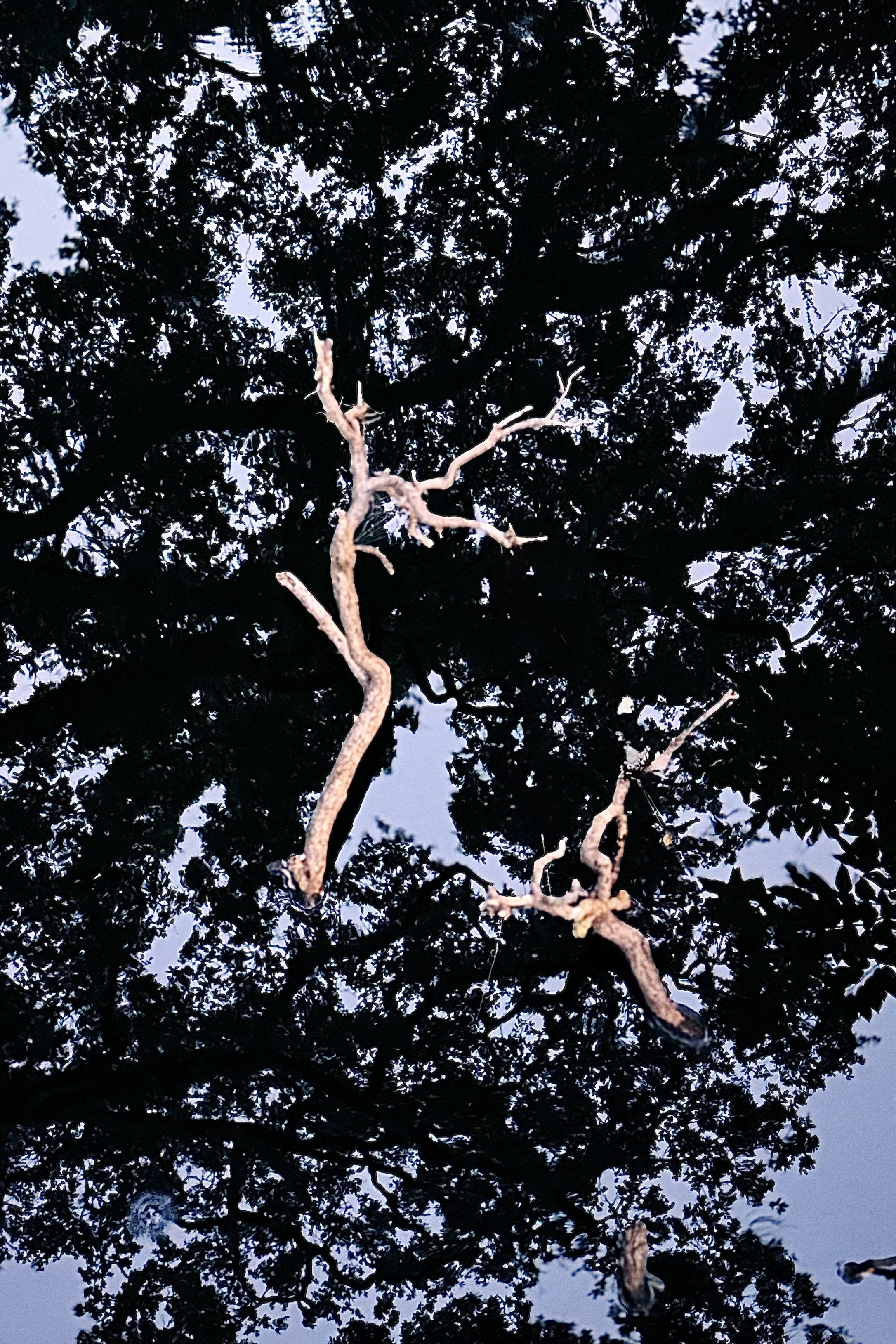 "Driftwood with Canopy Reflection," Amelia Island Plantation, Florida