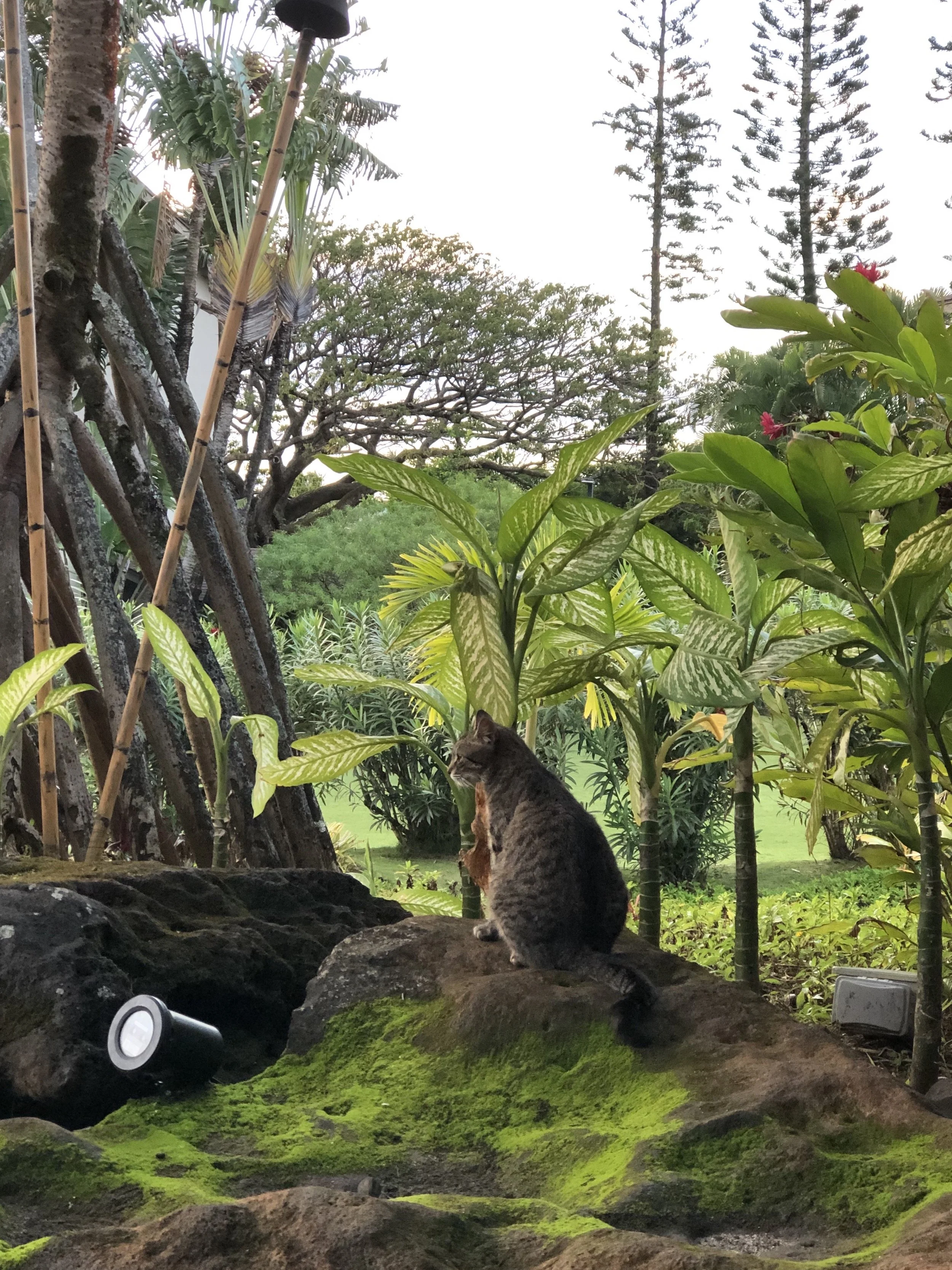 "Cat Ensconced in Green," Hanalei, Kauai, Hawaii
