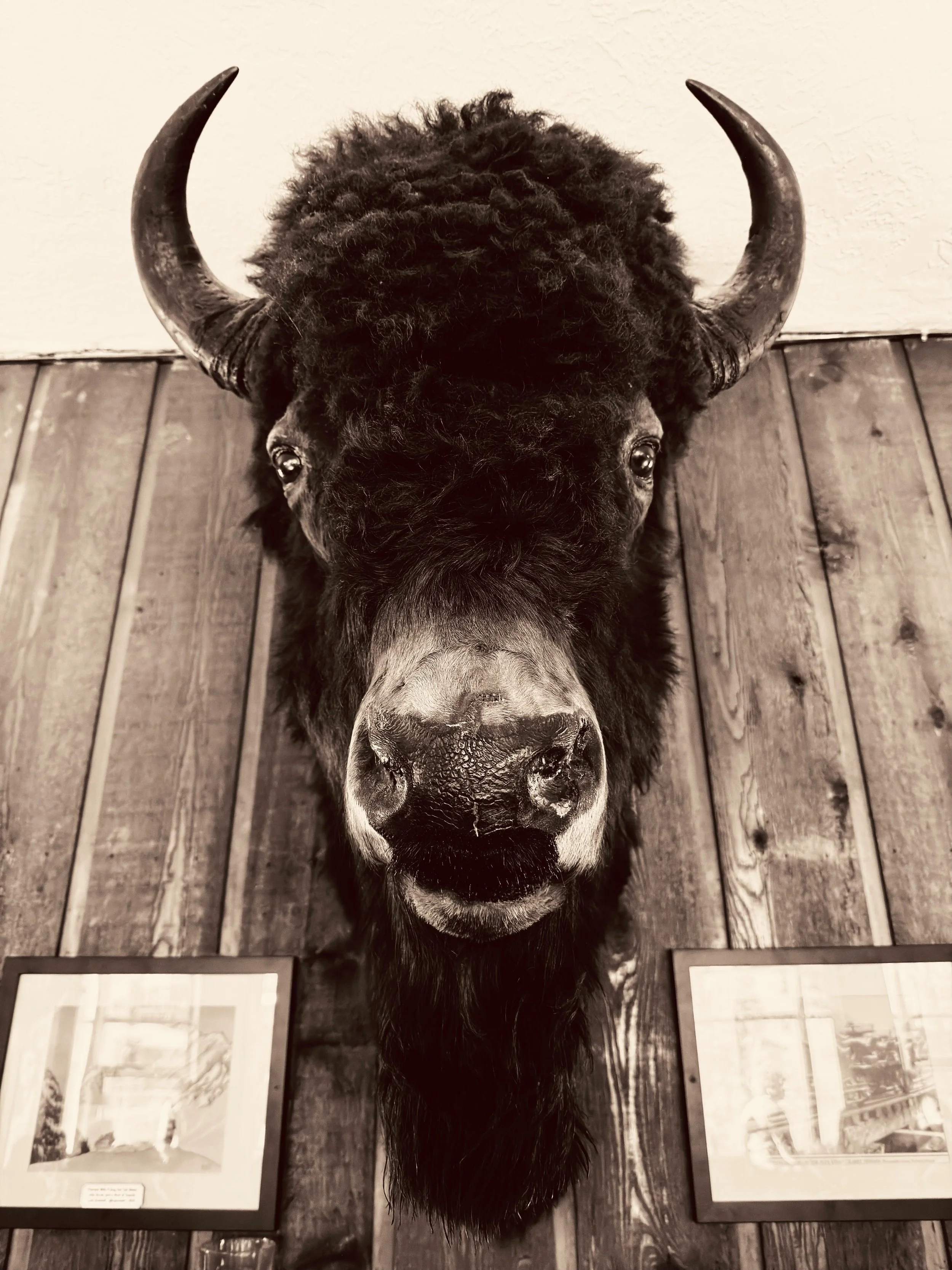 "Bison at Large," Goldminer's Daughter Saloon, Alta, Utah